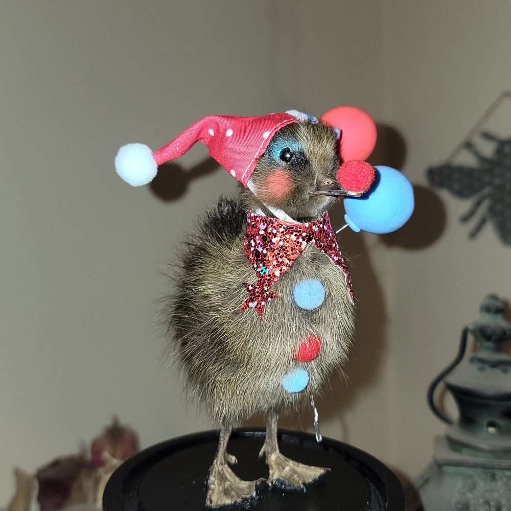 Taxidermy Clown Duckling